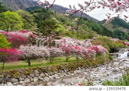 花桃咲き誇る阿智村の風景 花桃咲き誇る阿智村の風景 139339476