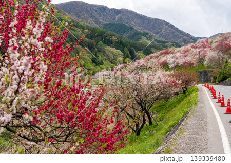 花桃咲き誇る阿智村の風景 花桃咲き誇る阿智村の風景 139339480