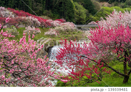 花桃咲き誇る阿智村の風景 139339481