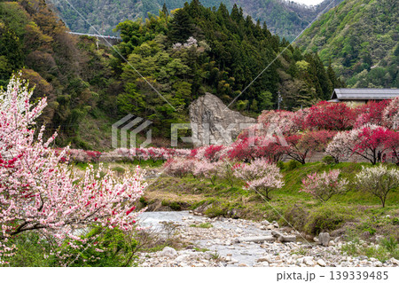 花桃咲き誇る阿智村の風景 139339485