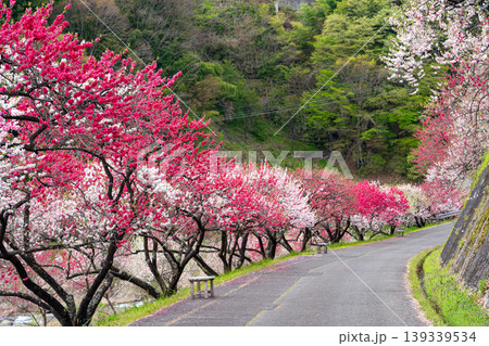 花桃咲き誇る阿智村の風景 139339534