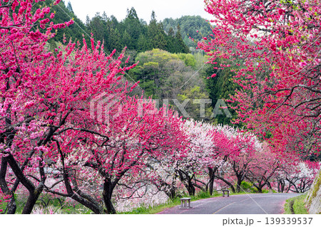 花桃満開の阿智村の春 花桃満開の阿智村の春 139339537
