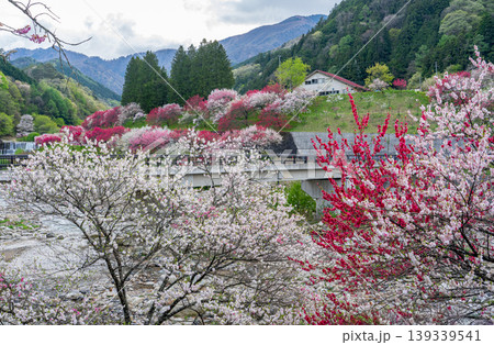 花桃咲き誇る阿智村の風景 花桃咲き誇る阿智村の風景 139339541