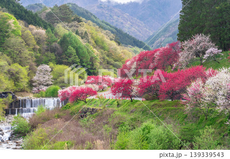 花桃咲き誇る阿智村の風景 花桃咲き誇る阿智村の風景 139339543