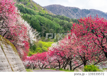 満開の花桃に包まれた春の阿智村 139339572