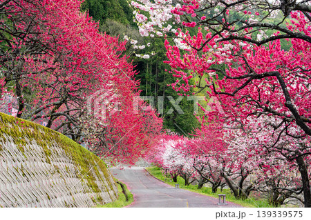 満開の花桃に包まれた春の阿智村 満開の花桃に包まれた春の阿智村 139339575