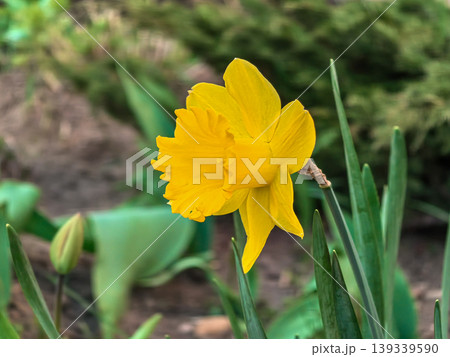 Close up of Yellow Dutch Master Daffodil Narcissus pseudonarcissus in Bloom Close up of Yellow Dutch Master Daffodil Narcissus pseudonarcissus in Bloom 139339590