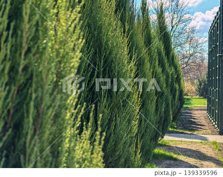 Perspective View of Columnar Juniperus Virginiana Skyrocket Hedge Perspective View of Columnar Juniperus Virginiana Skyrocket Hedge 139339596