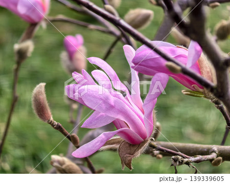 Elegant Pink Star Magnolia Stellata Bloom Close Up Elegant Pink Star Magnolia Stellata Bloom Close Up 139339605