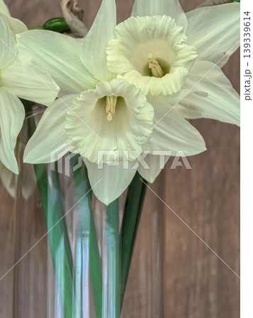 Macro of Narcissus Beersheba White Trumpet Daffodils Flowers Macro of Narcissus Beersheba White Trumpet Daffodils Flowers 139339614