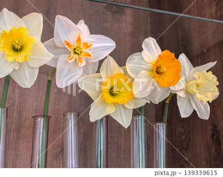 Various Narcissus Daffodil Varieties in Glass Vases Against Wood Background Various Narcissus Daffodil Varieties in Glass Vases Against Wood Background 139339615