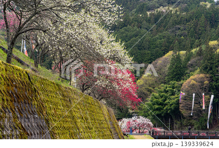 阿智村花桃まつりの風景 阿智村花桃まつりの風景 139339624