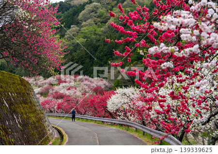 花桃満開の阿智村の風景 花桃満開の阿智村の風景 139339625