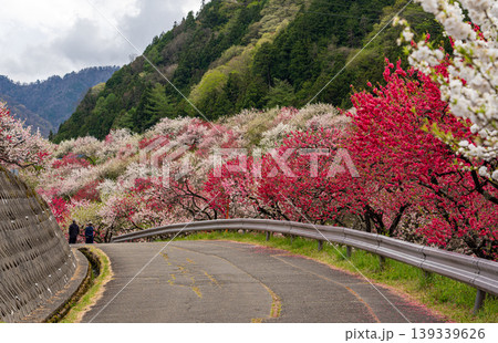 花桃満開の阿智村の風景 花桃満開の阿智村の風景 139339626