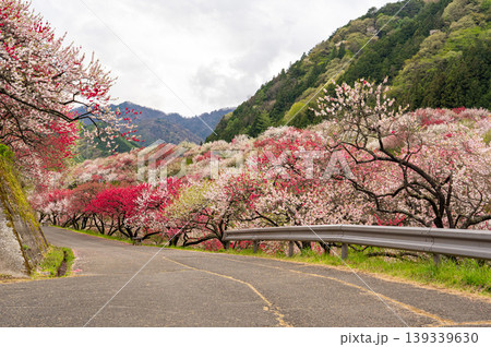 花桃満開の阿智村の風景 花桃満開の阿智村の風景 139339630