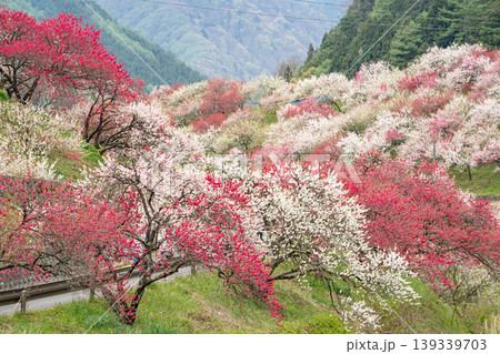 花桃咲き誇る阿智村の風景 139339703