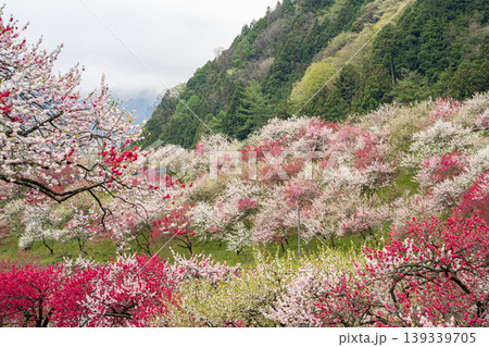 花桃咲き誇る阿智村の風景 花桃咲き誇る阿智村の風景 139339705