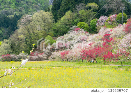花桃咲き誇る阿智村の風景 花桃咲き誇る阿智村の風景 139339707
