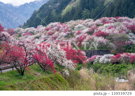 満開を迎えた花桃まつりの朝の風景 満開を迎えた花桃まつりの朝の風景 139339729