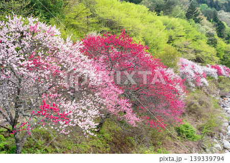 花桃満開の阿智村の風景 139339794