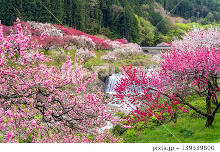 満開を迎えた花桃の里の朝の風景 139339800