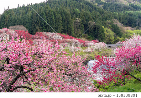 満開を迎えた花桃の里の朝の風景 満開を迎えた花桃の里の朝の風景 139339801