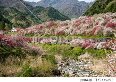 満開を迎えた花桃の里の朝の風景 満開を迎えた花桃の里の朝の風景 139339891