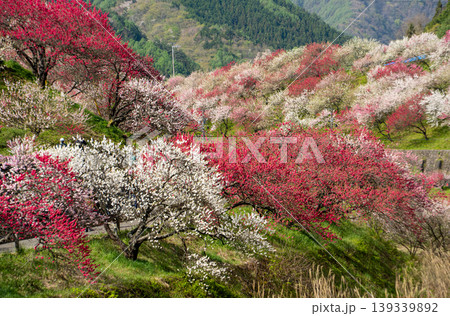 満開を迎えた花桃の里の朝の風景 満開を迎えた花桃の里の朝の風景 139339892