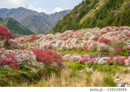 満開を迎えた花桃の里の朝の風景 満開を迎えた花桃の里の朝の風景 139339894