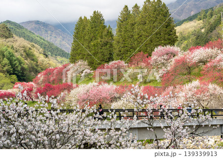 満開の花桃に包まれた阿智村の朝の風景 139339913