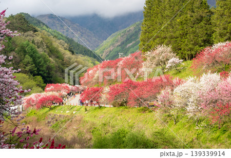 満開の花桃に包まれた阿智村の朝の風景 満開の花桃に包まれた阿智村の朝の風景 139339914