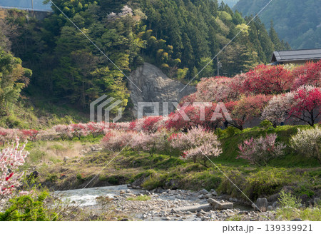 満開の花桃に包まれた阿智村の朝の風景 満開の花桃に包まれた阿智村の朝の風景 139339921
