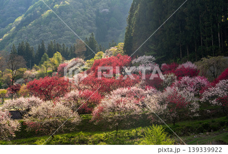 満開を迎えた花桃の里の朝の風景 満開を迎えた花桃の里の朝の風景 139339922