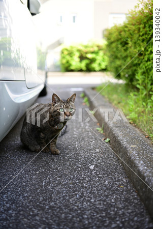 駐車場のキジトラ猫 駐車場のキジトラ猫 139340042