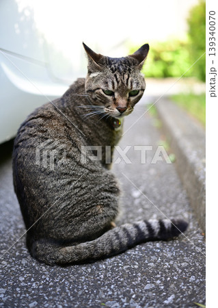 駐車場のキジトラ猫 139340070