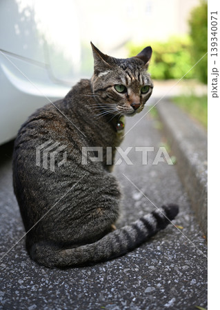 駐車場のキジトラ猫 駐車場のキジトラ猫 139340071