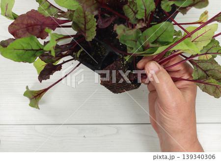 beetroot or red turnip seedling horticulture beet or beetroot seedlings 139340306
