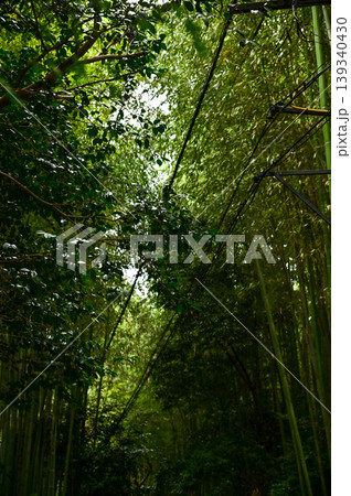 The view of Arashiyama Bamboo Forest aka Arashiyaman Bamboo Grove in Kyoto, Japan. One of Japan's most famous tourist attraction. Bamboo landscape. Travel and nature concept. The view of Arashiyama Bamboo Forest aka Arashiyaman Bamboo Grove in Kyoto, Japan. One of Japan's most famous tourist attraction. Bamboo landscape. Travel and nature concept. 139340430