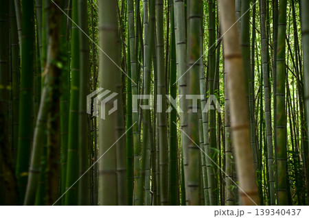 The view of Arashiyama Bamboo Forest aka Arashiyaman Bamboo Grove in Kyoto, Japan. One of Japan's most famous tourist attraction. Bamboo landscape. Travel and nature concept. The view of Arashiyama Bamboo Forest aka Arashiyaman Bamboo Grove in Kyoto, Japan. One of Japan's most famous tourist attraction. Bamboo landscape. Travel and nature concept. 139340437