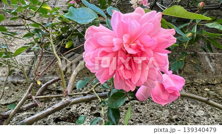 庭に咲いたピンクのバラ、壁面の蔓薔薇 庭に咲いたピンクのバラ、壁面の蔓薔薇 139340479