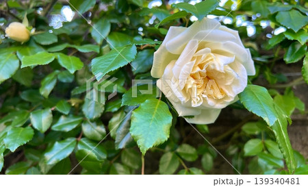 庭に咲いた白バラ、緑の中の白い薔薇の花 庭に咲いた白バラ、緑の中の白い薔薇の花 139340481