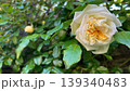 庭に咲いた白バラ、緑の中の白い薔薇の花 139340483