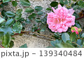 庭に咲いたピンクのバラ、壁面の蔓薔薇 139340484