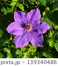 紫色の鉄線の花、一輪のテッセンの花のある風景 139340486
