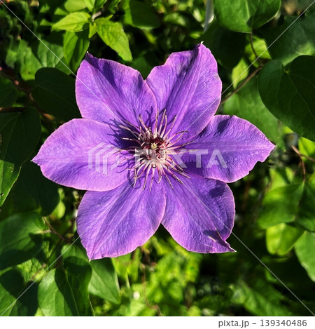 紫色の鉄線の花、一輪のテッセンの花のある風景 139340486