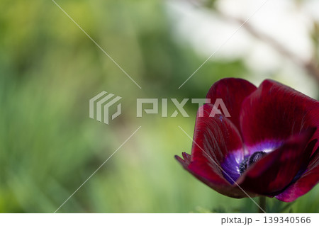 花壇に咲いた赤い花 花壇に咲いた赤い花 139340566