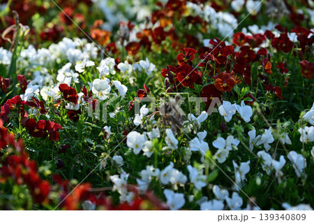 ビオラの花 ビオラの花 139340809