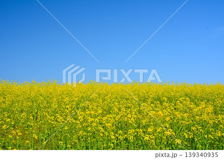 黄色の絨毯・満開に咲く新潟県小千谷市小千谷山本山高原菜の花畑風景 139340935