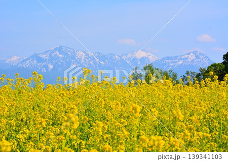 黄色の絨毯満開に咲く小千谷山本山高原菜の花畑・残雪の越後三山 139341103