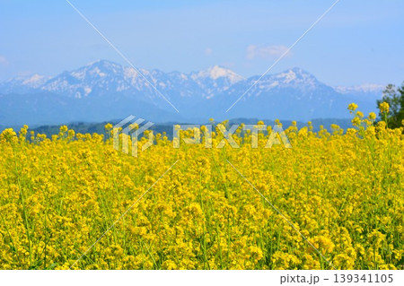 黄色の絨毯満開に咲く小千谷山本山高原菜の花畑・残雪の越後三山 139341105